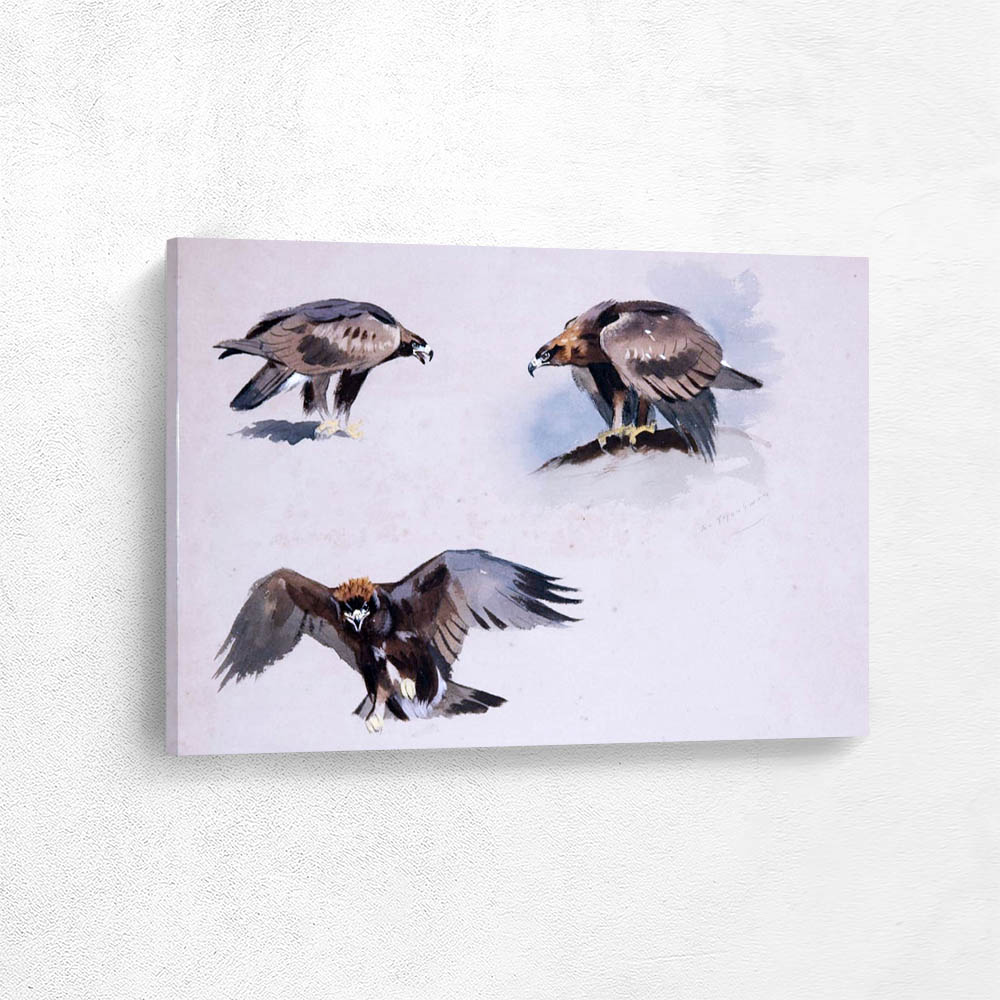 Three Small Sketches of a Golden Eagle