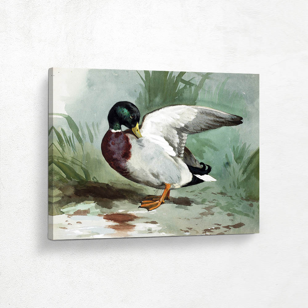 A Mallard Drake Preening