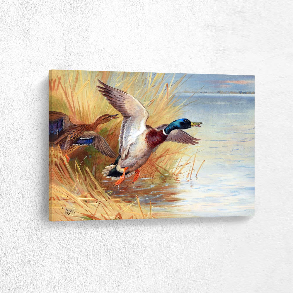 Mallerds Taking Flight