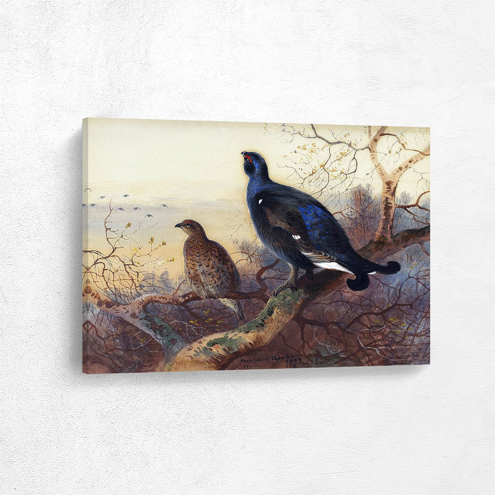 A Blackcock and Grey Hen Perched in the Treetops at Sunset A Blackcock and Grey Hen Perched in the Treetops at Sunset