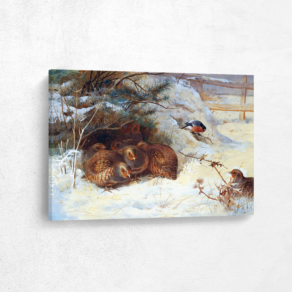 Frosty Morning Pheasant in Winter