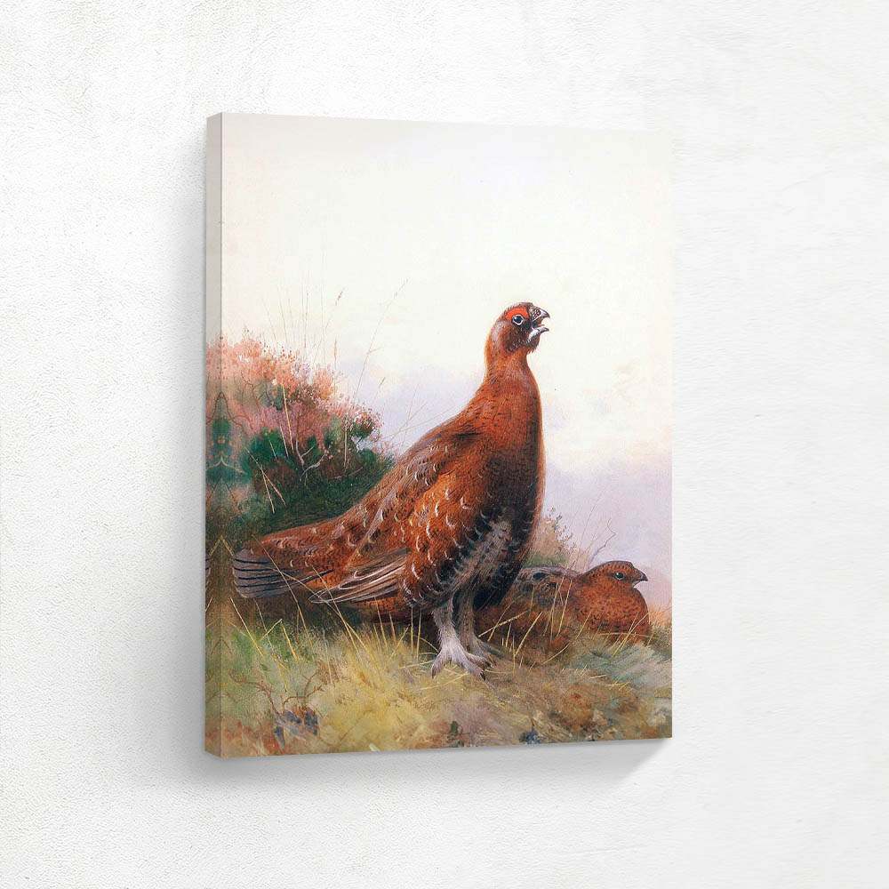 Red Grouse