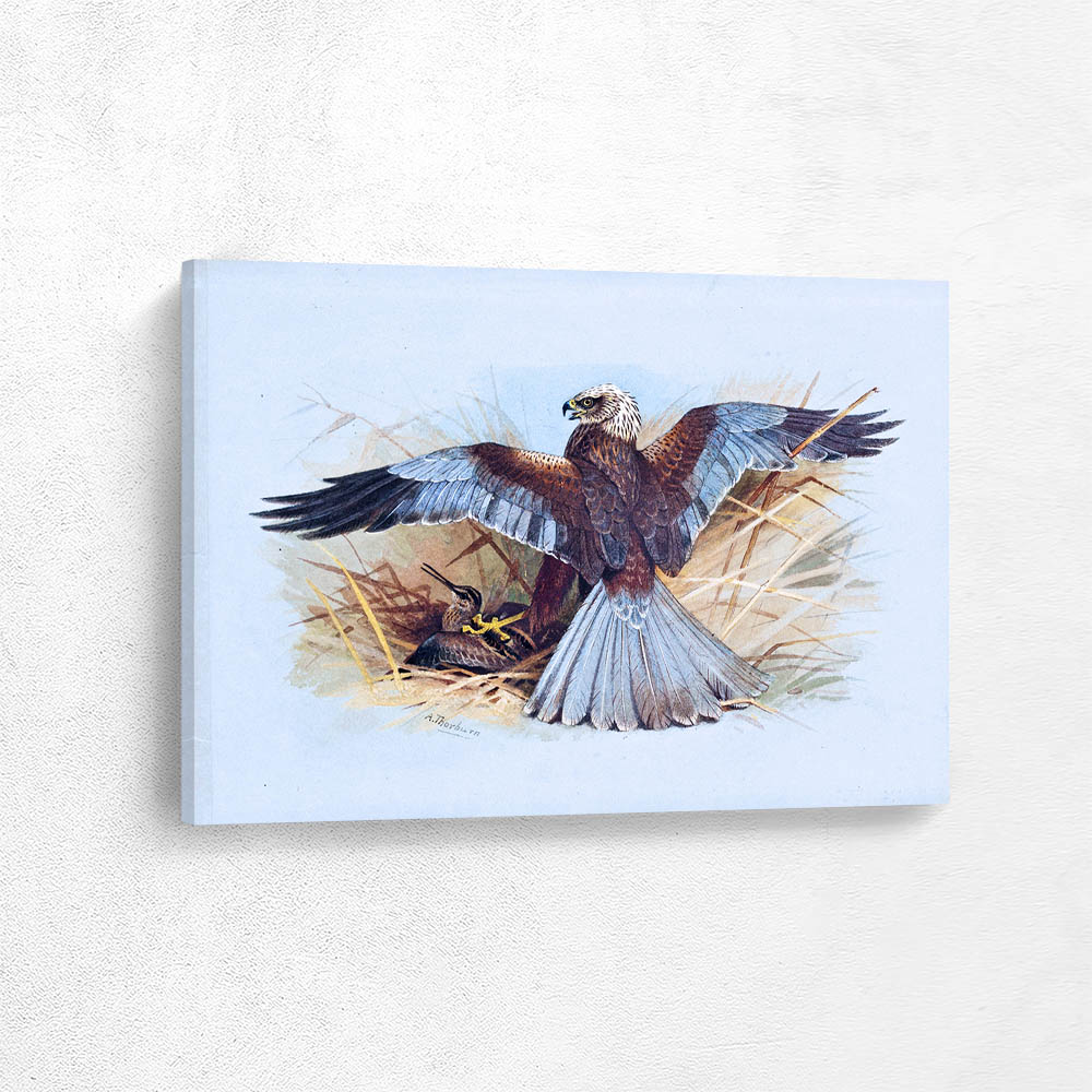 Marsh Harrier Taking Snipe