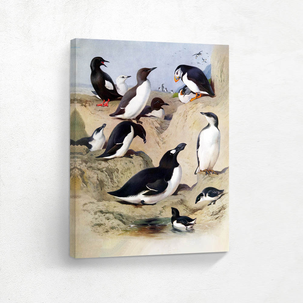 Various Birds