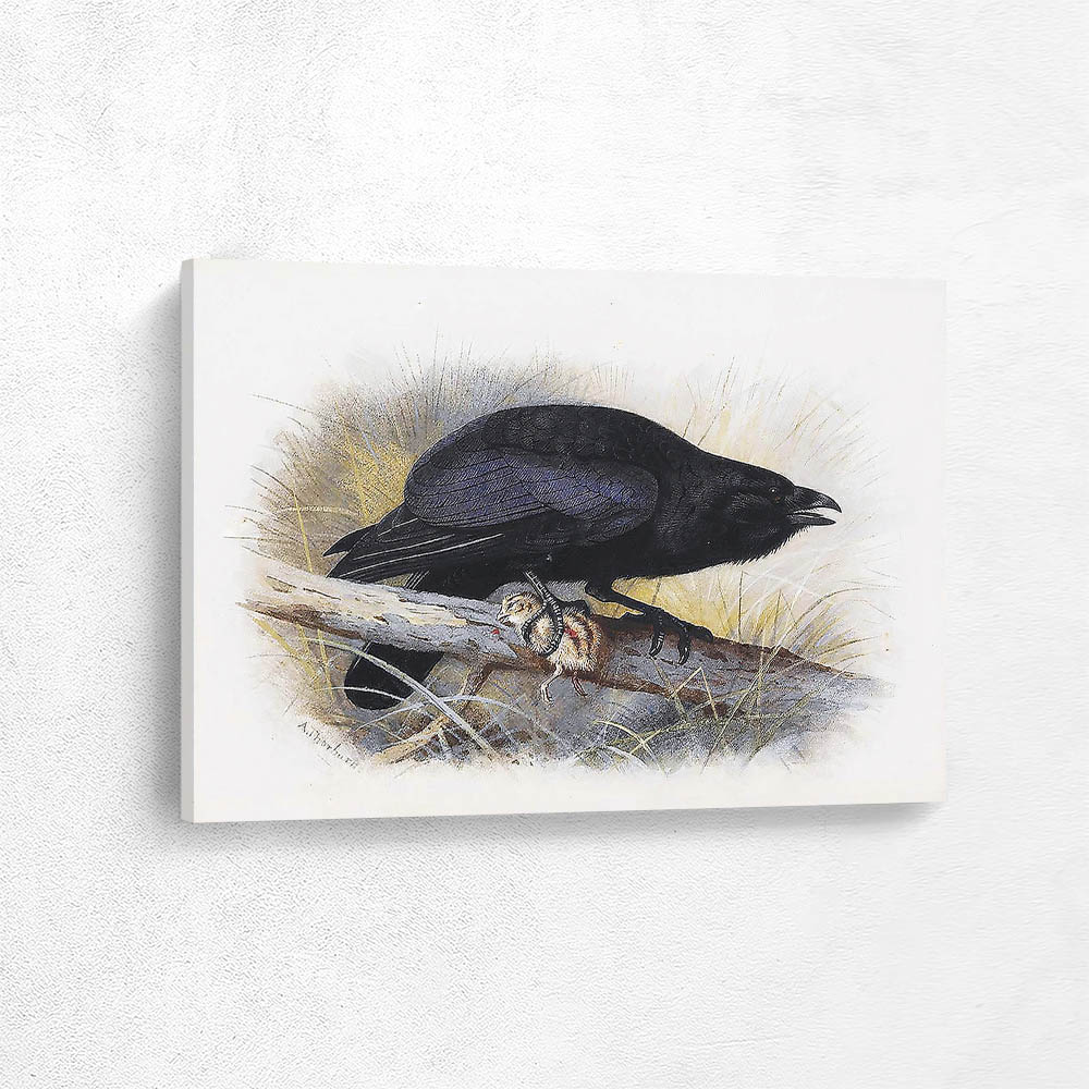 A Carrion Crow A Carrion Crow