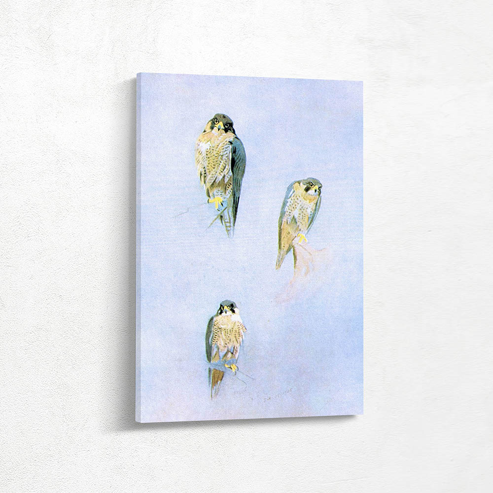 Peregrine Falcon Studies