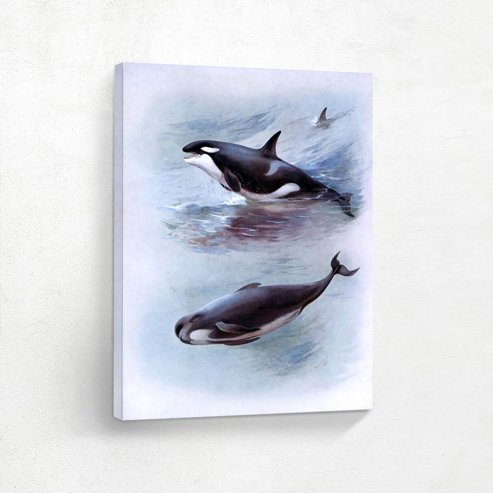 Killer Whale and Pilot Whale