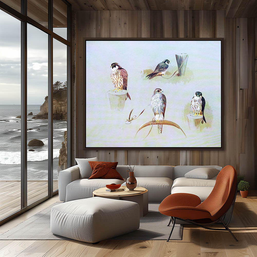 Four Falcon Studies - Image 3