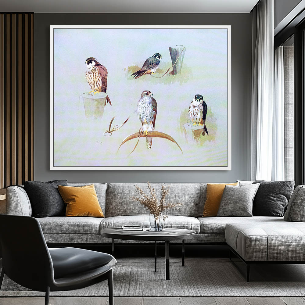 Four Falcon Studies - Image 4