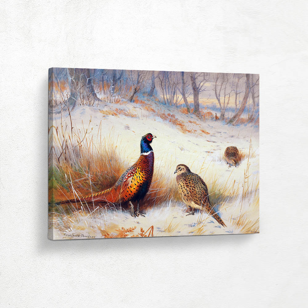 Pheasant in Winter