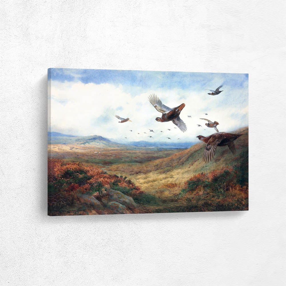 Red Grouse in Flight