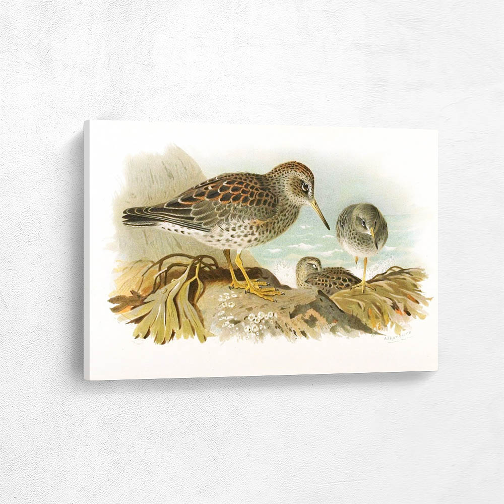 Purple Sandpiper