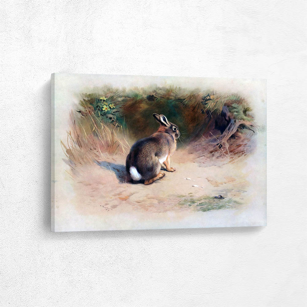 Rabbit