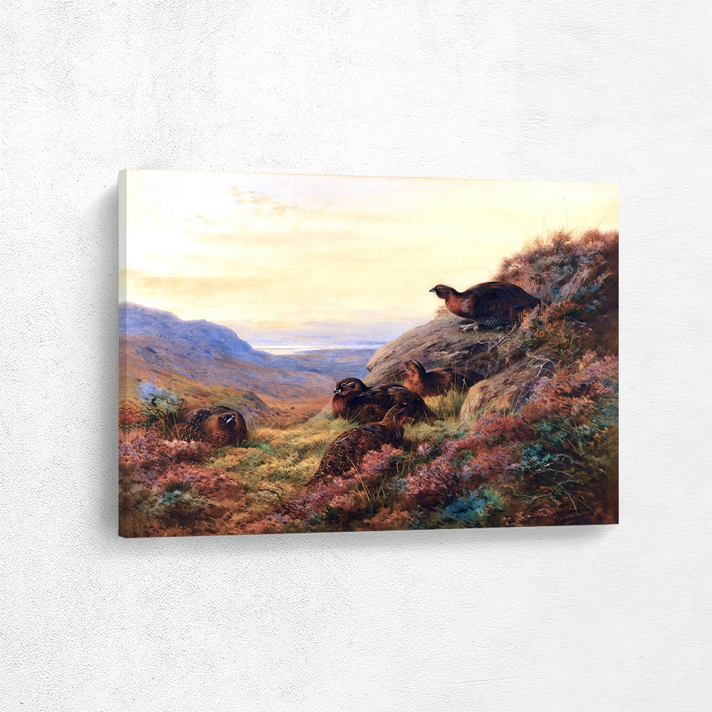 Red Grouse in Moorland