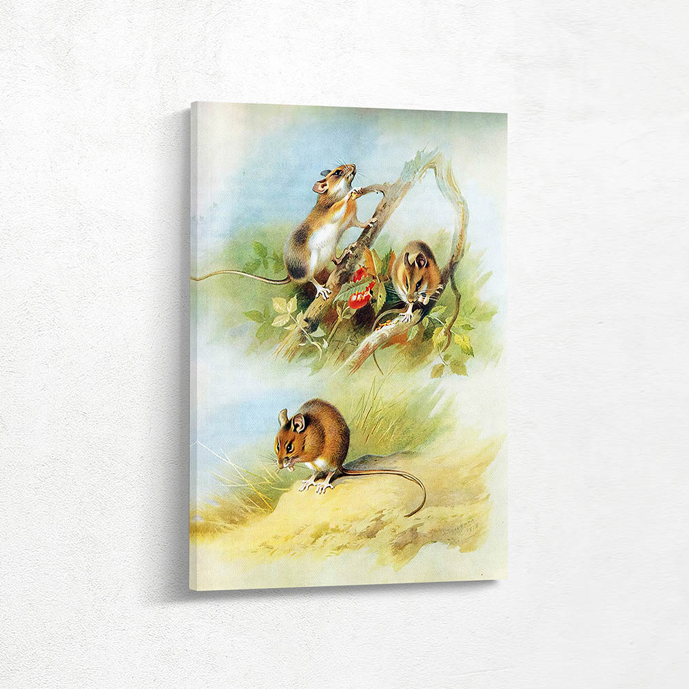 Yellow Necked Wood Mouse