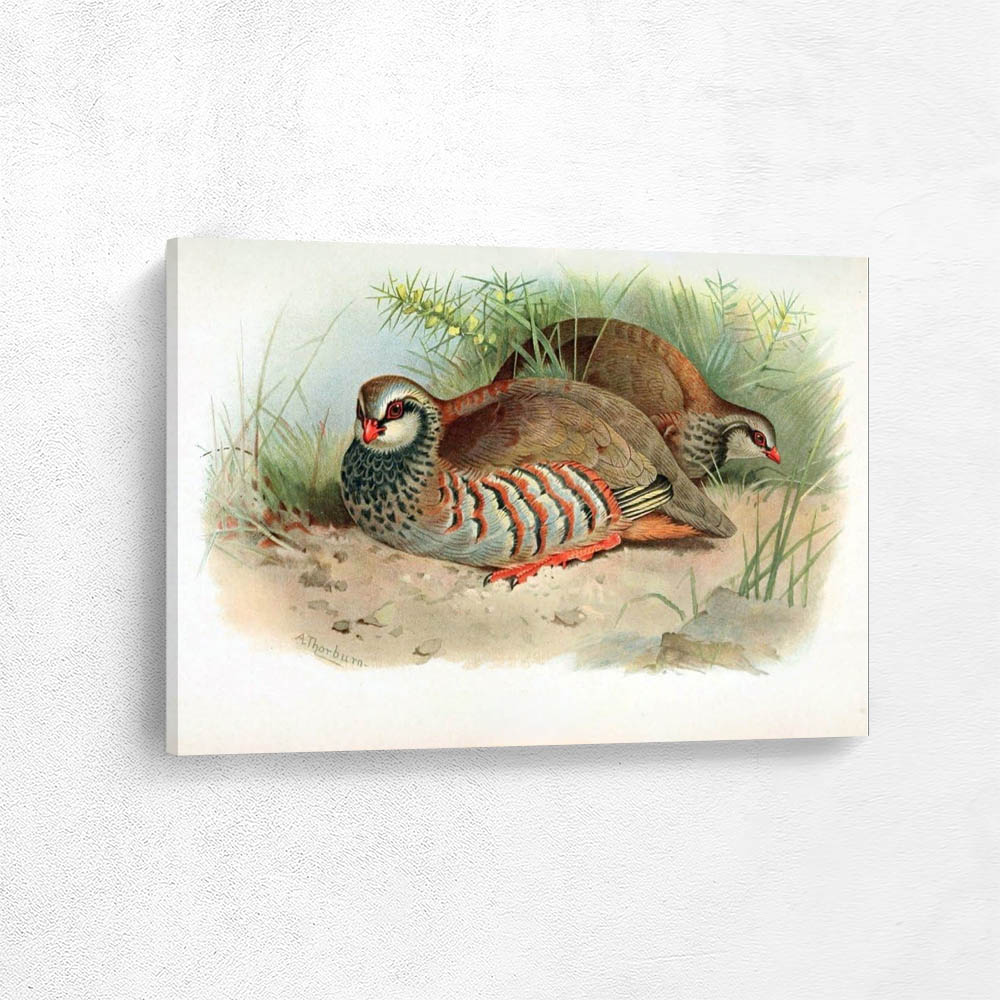 Red Footed Partridge