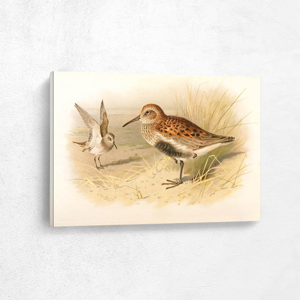 Dunlin
