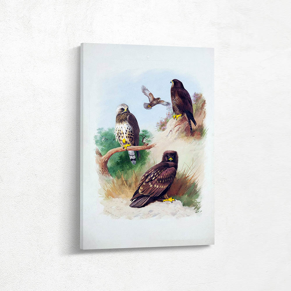 Rough Legged Buzzard Spotted Eagle and Common Buzzard