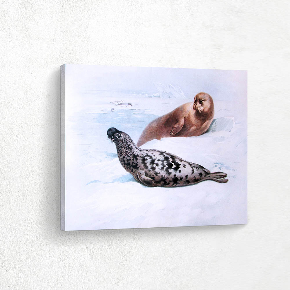 Hooded Seal and the Bearded Seal