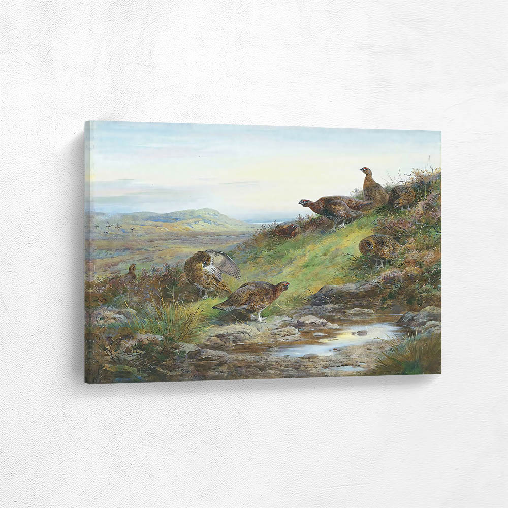 A Covey of Red Grouse by a Spring