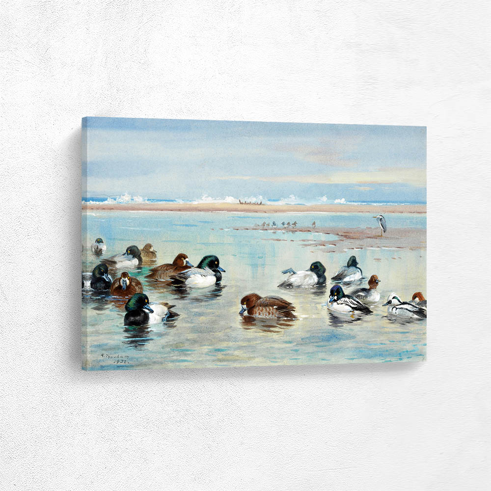 Scaup Golden Eye and Smew