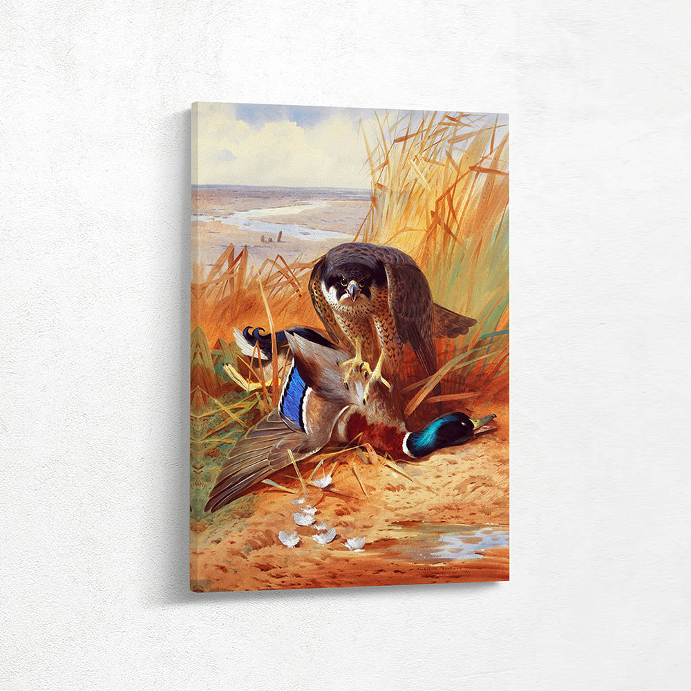 Peregrine Falcon with a Mallard Duck