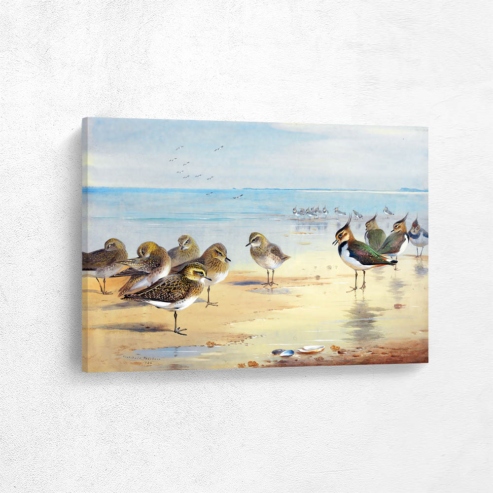 Lapwings and Golden Plovers on Shore