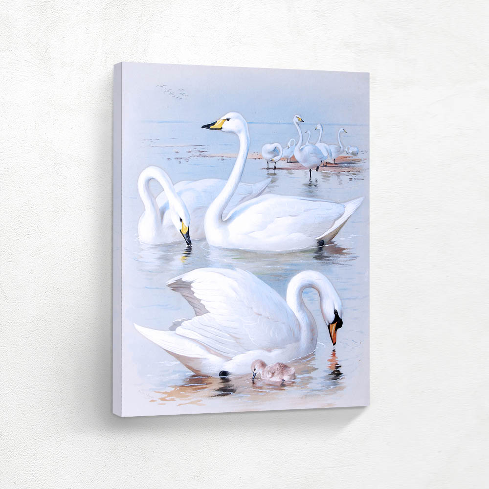 Whistling and Bewicks Swan Whooper Swan and Mute Swan