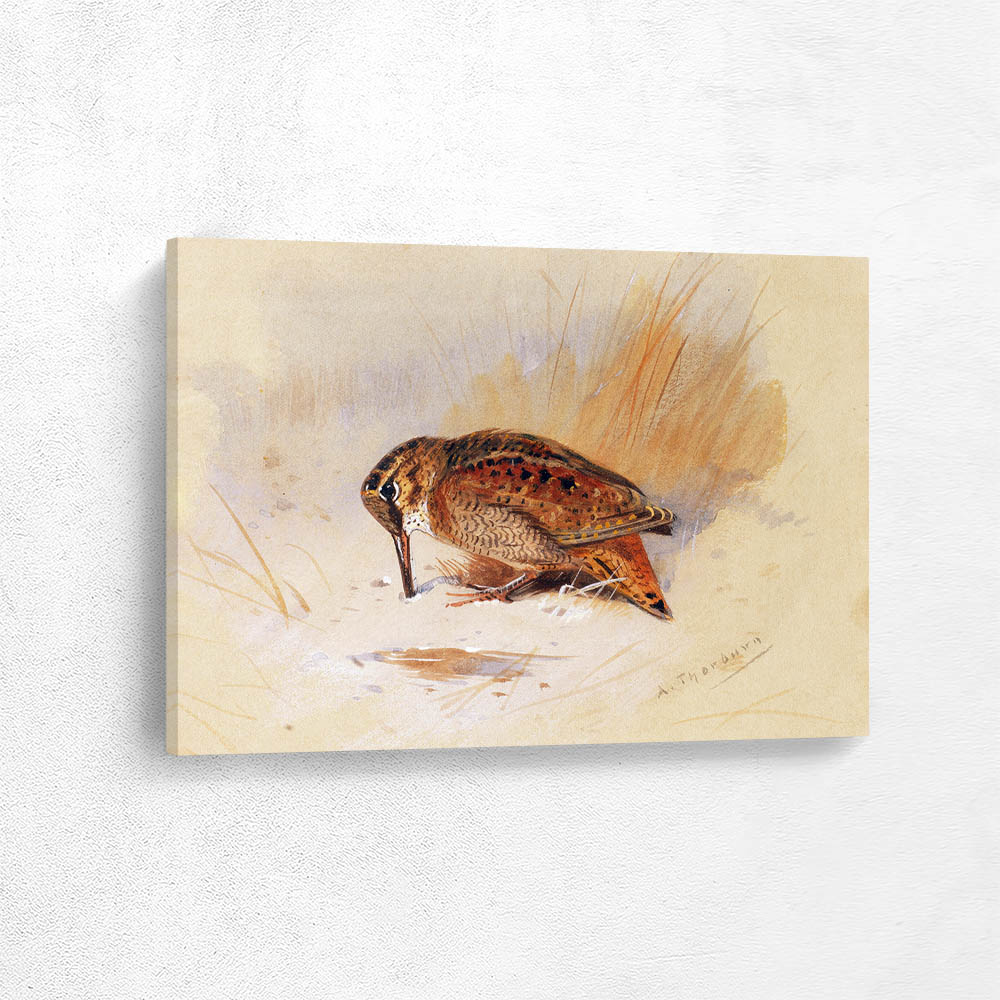 Woodcock in the Sand