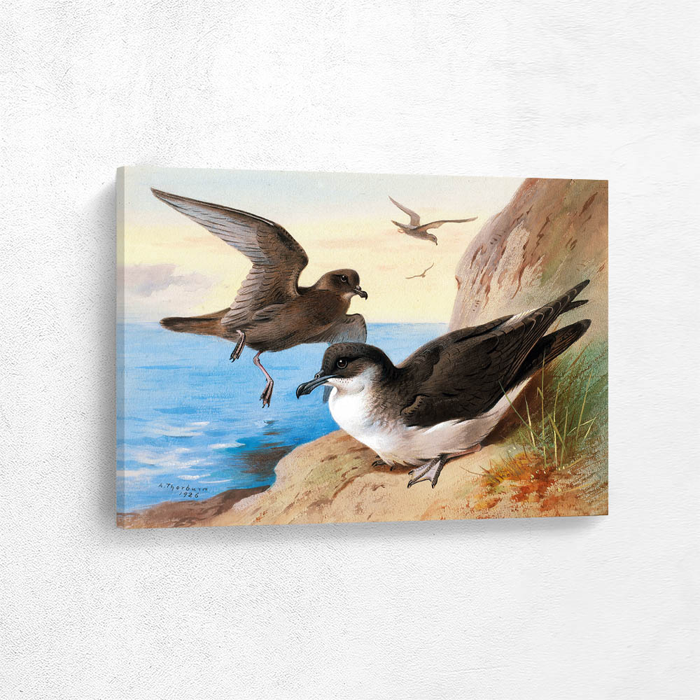 Bulwers Petrel Manx Shearwater