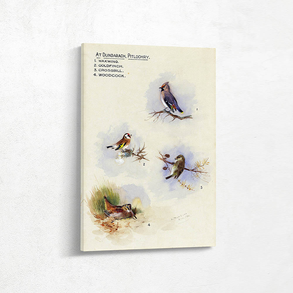 Study of Waxwing Goldfinch Crossbill Woodcock