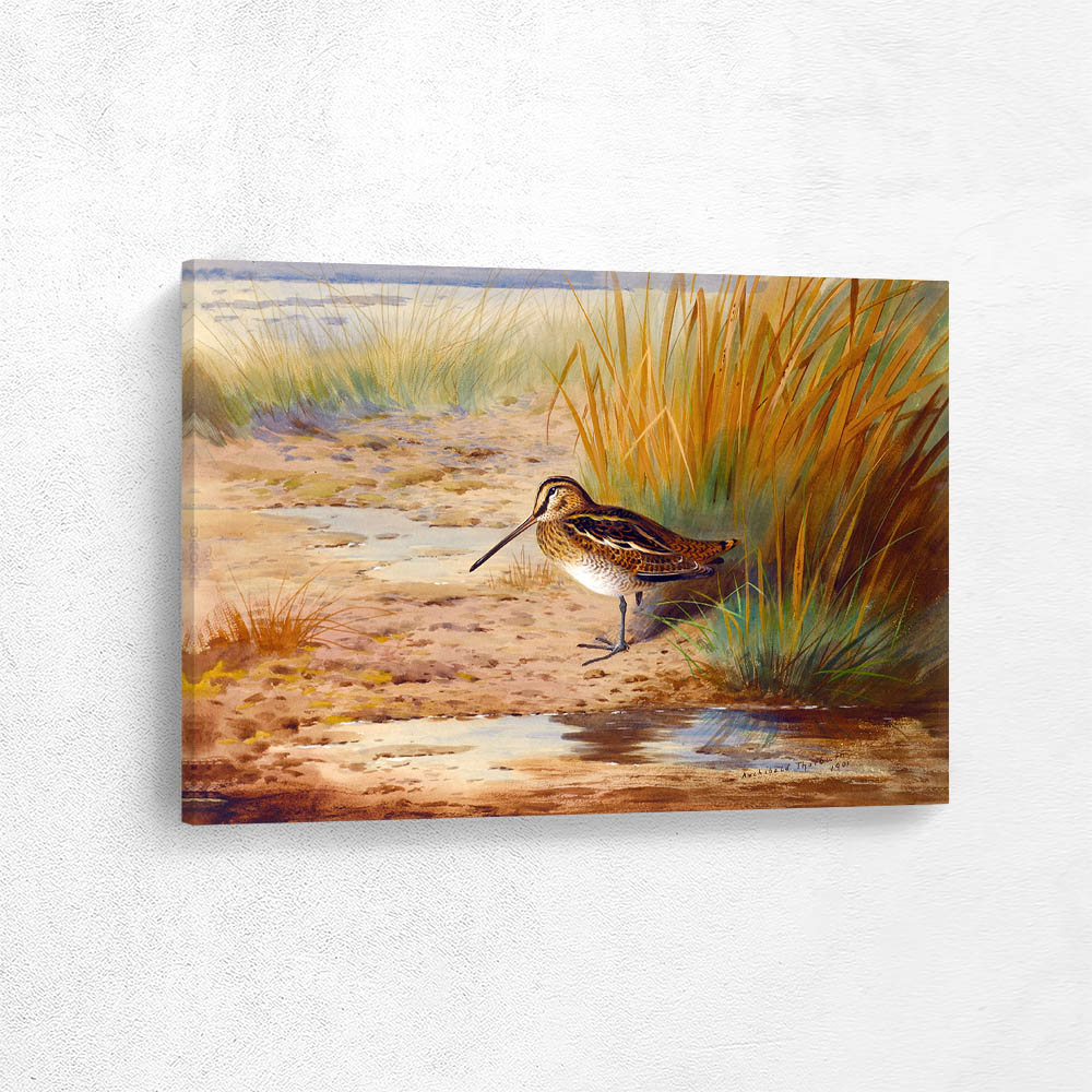 Snipe
