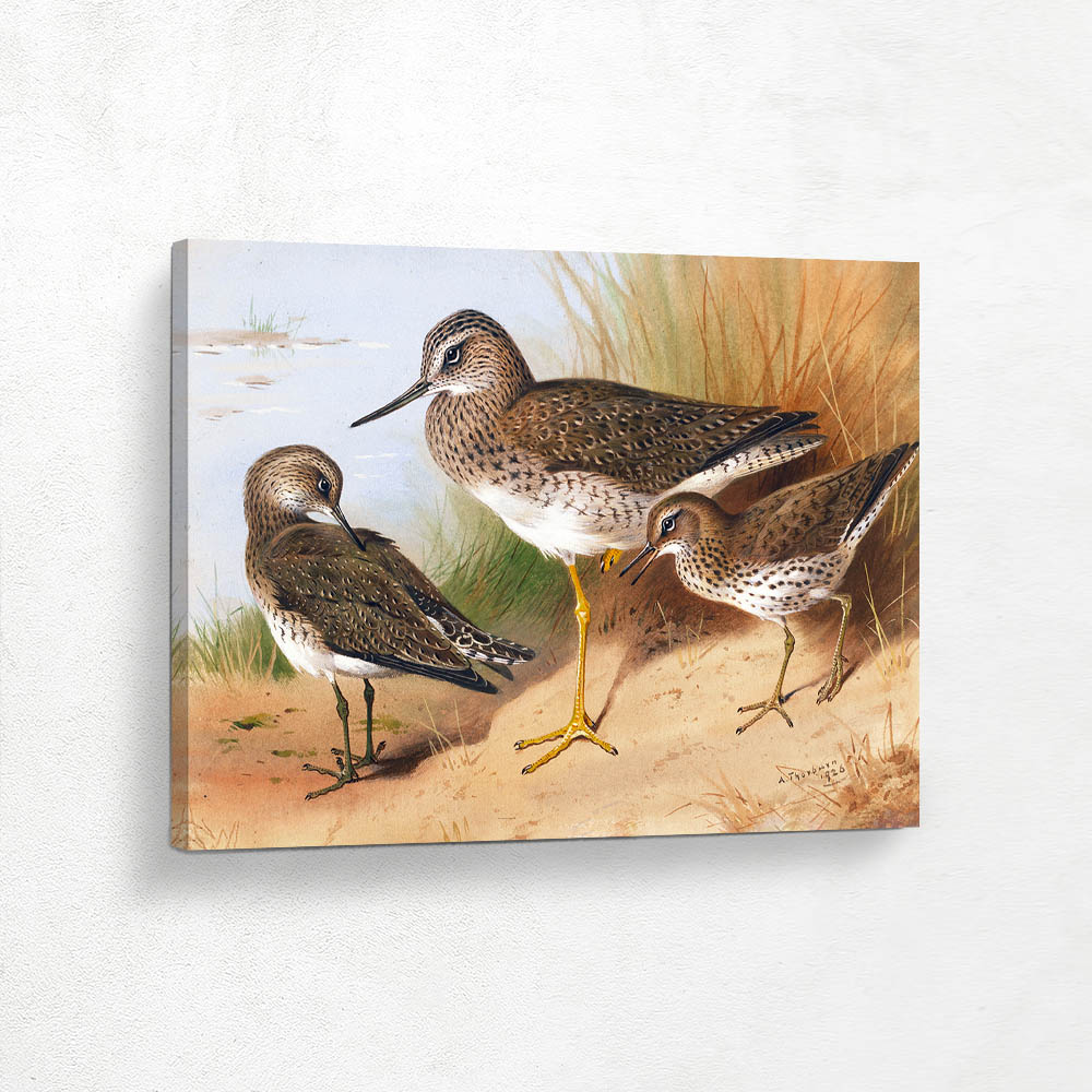 Sandpiper and Yellowshank