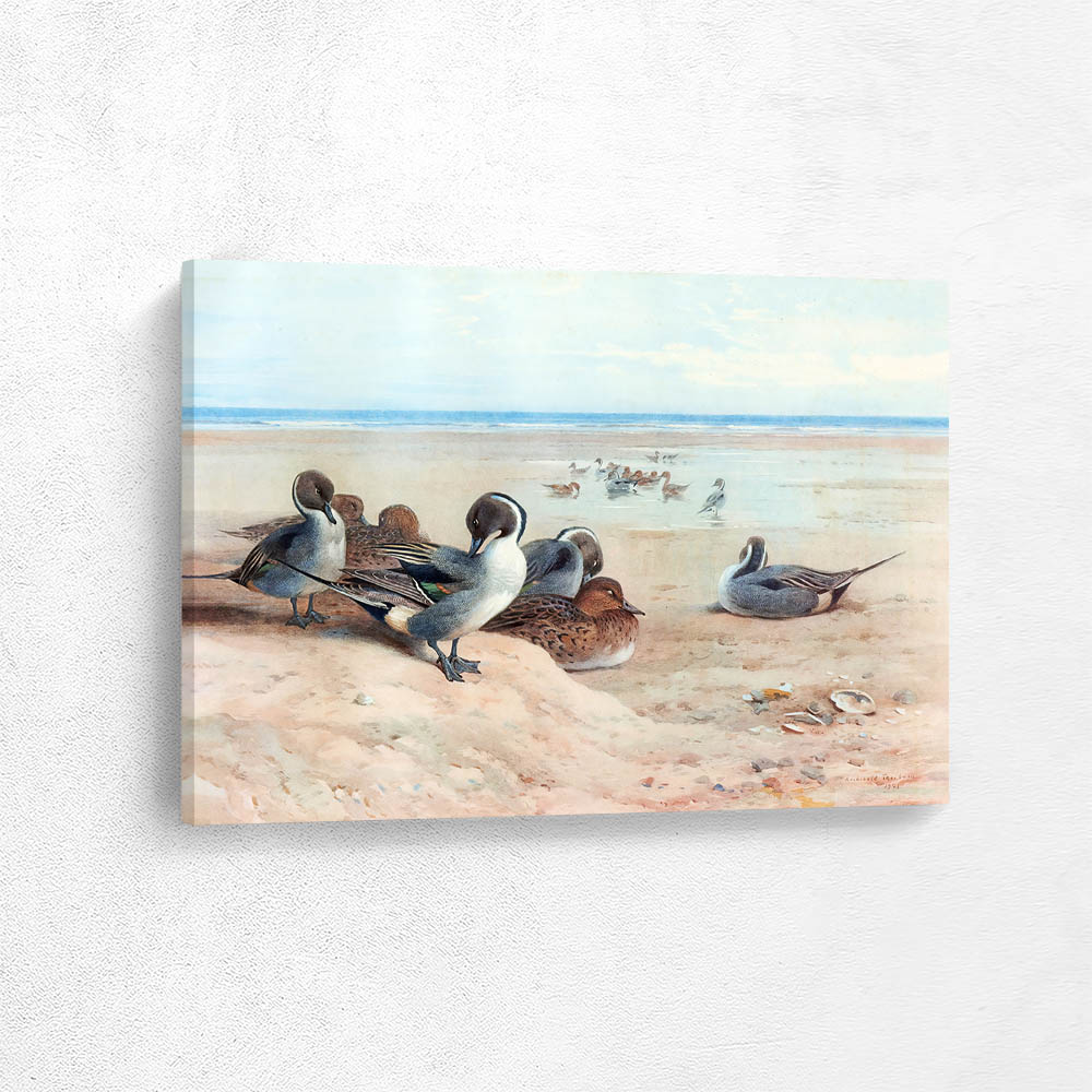 Pintails on the Foreshore