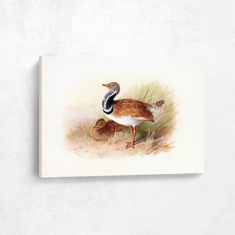 The Little Eastern Bustard