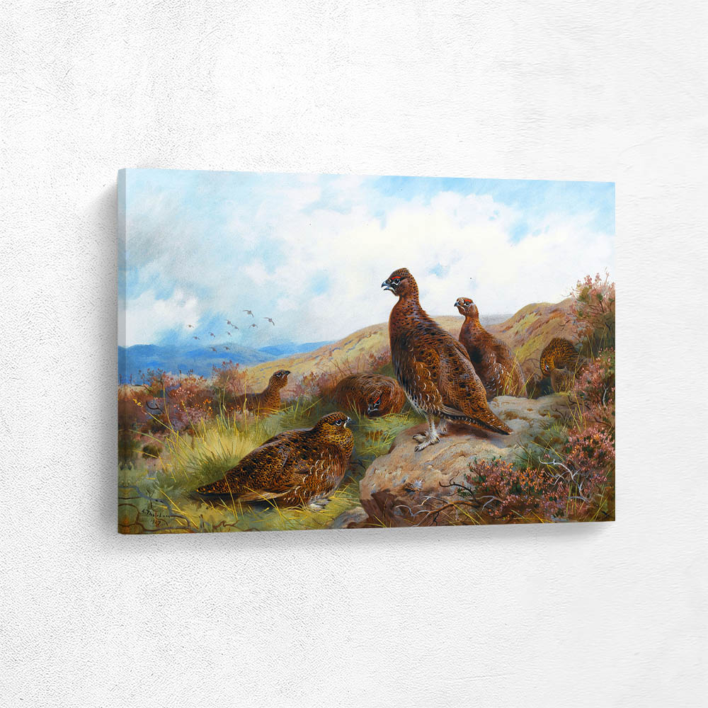 Red Grouse