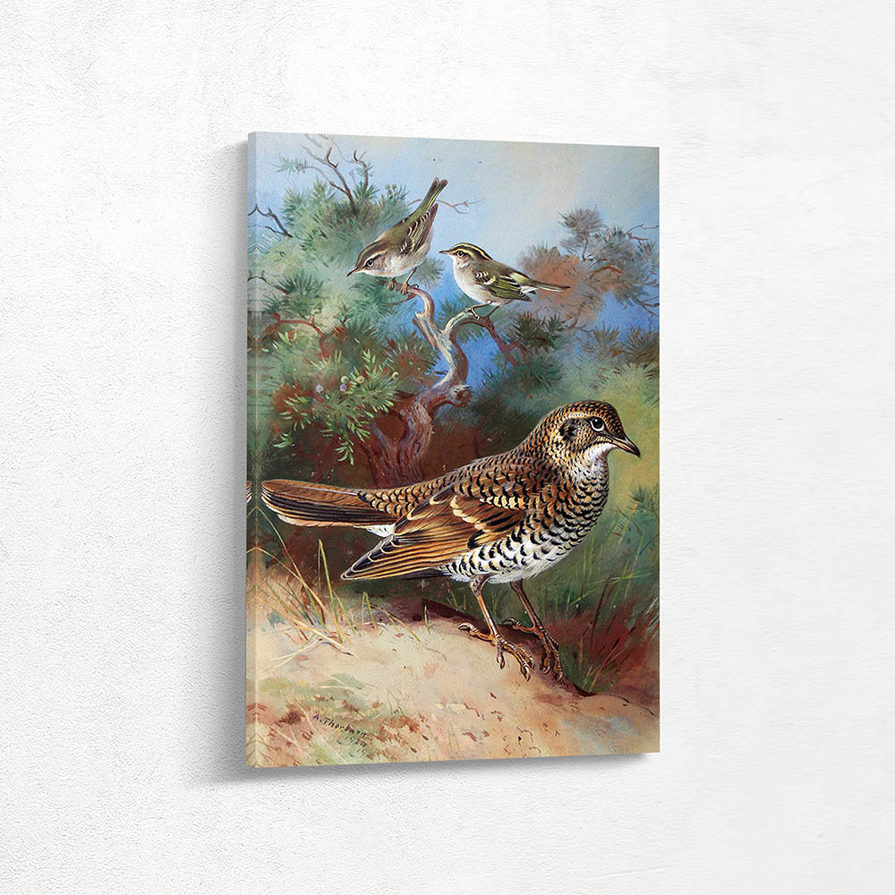 Yellow Browed Warbler Pallass Willow Whites Thrush