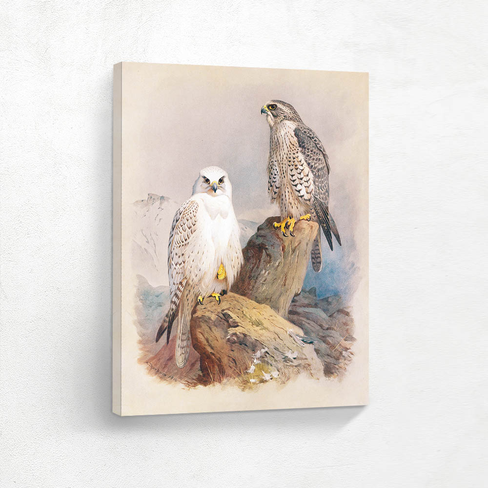 Greenland Falcon and Iceland Falcon