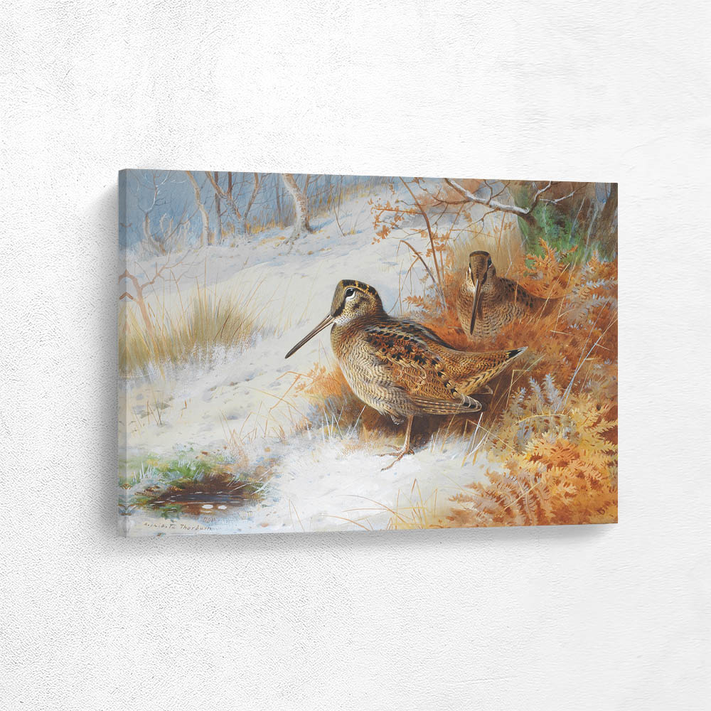 Two Woodcock