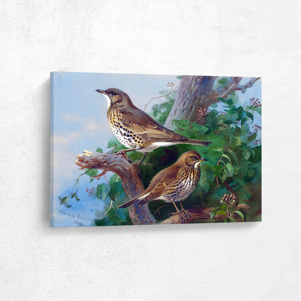 Mistle Thrush and Song Thrush
