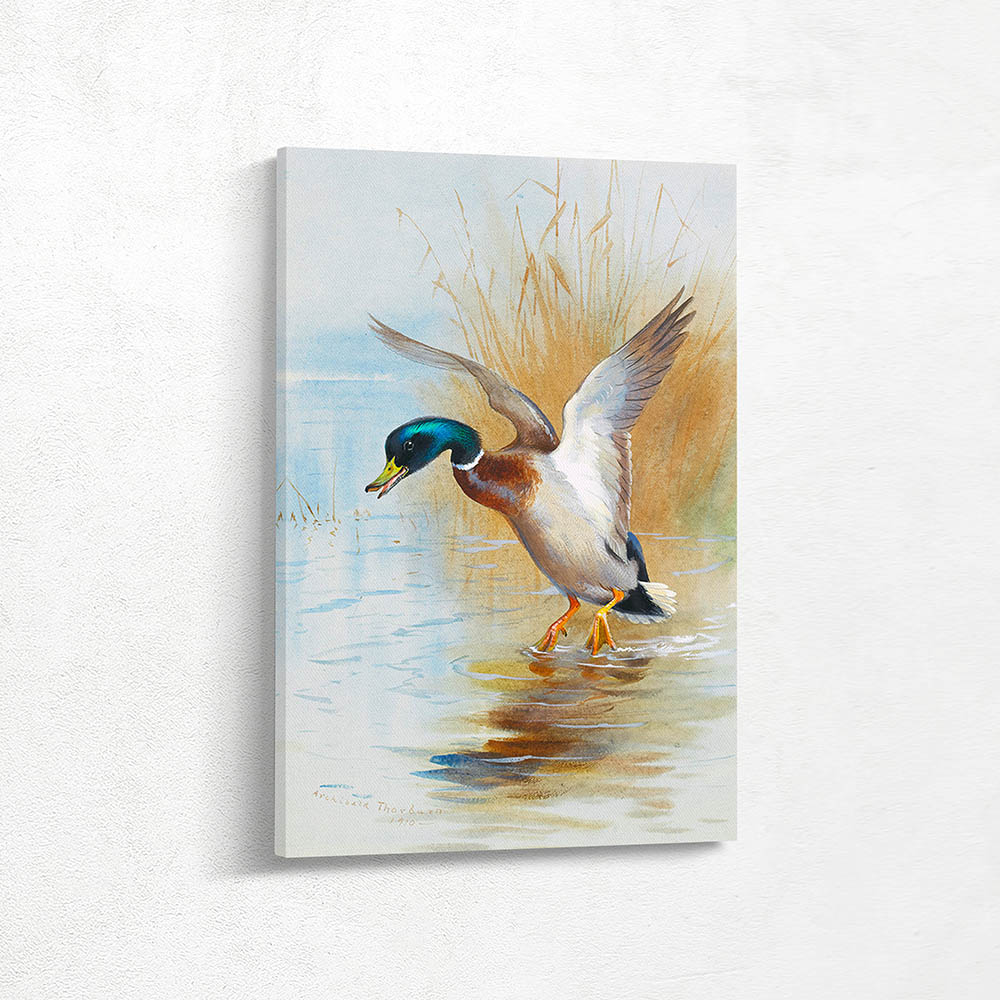 Mallard Landing in the Reeds