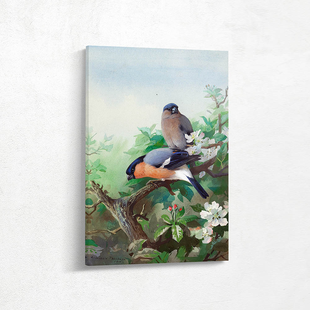 Bullfinches in Chery Blossoms