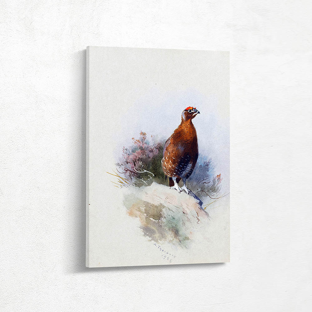 Red Grouse