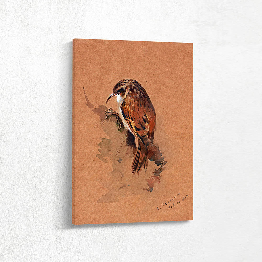 Tree Creeper