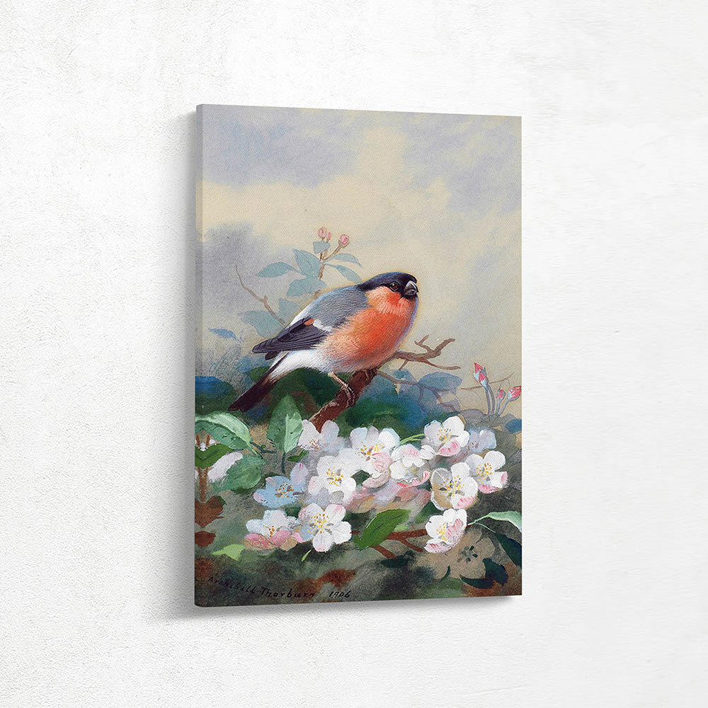 Bullfinch and Apple Blossom