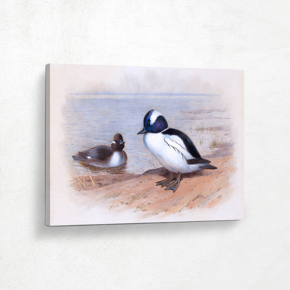 Male and Female Bufflehead Ducks