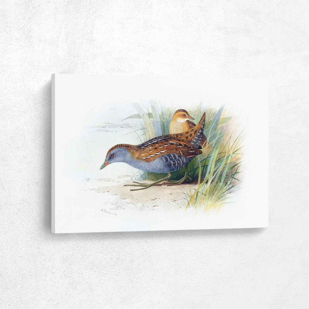Little Crakes