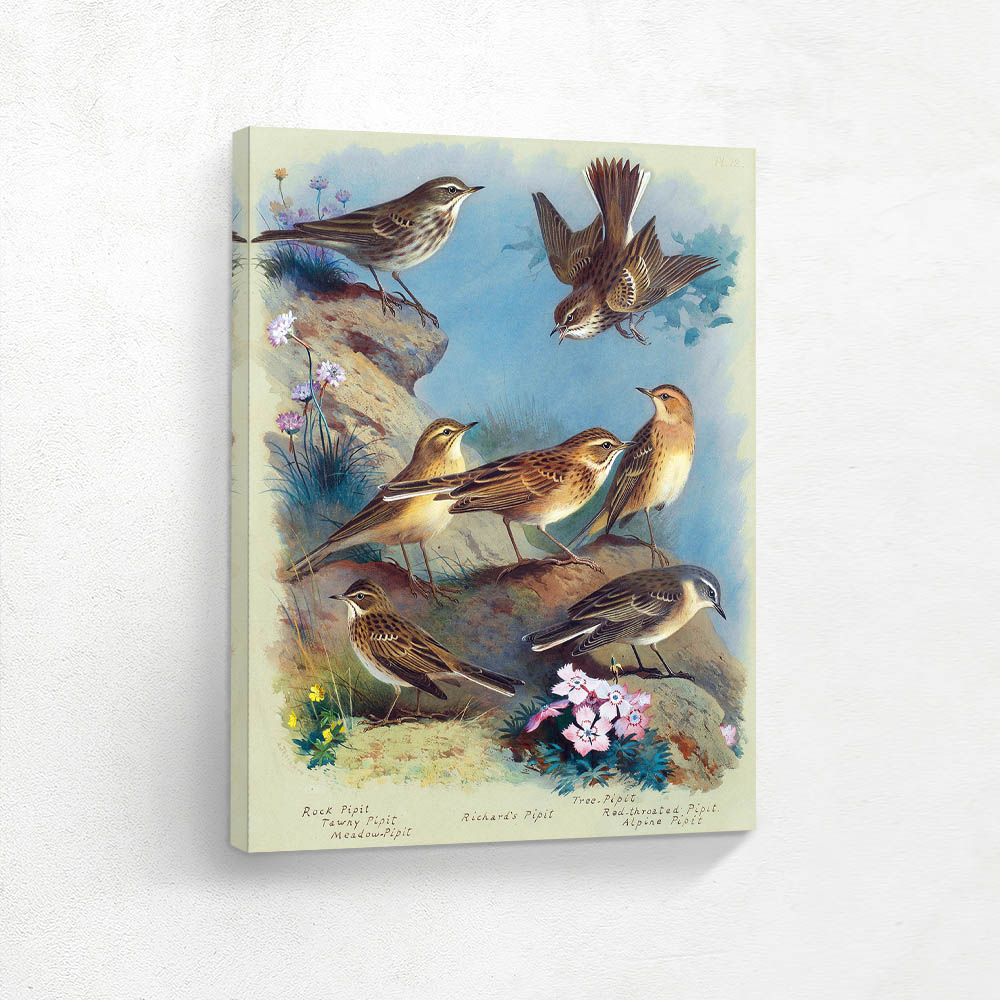 Pipits