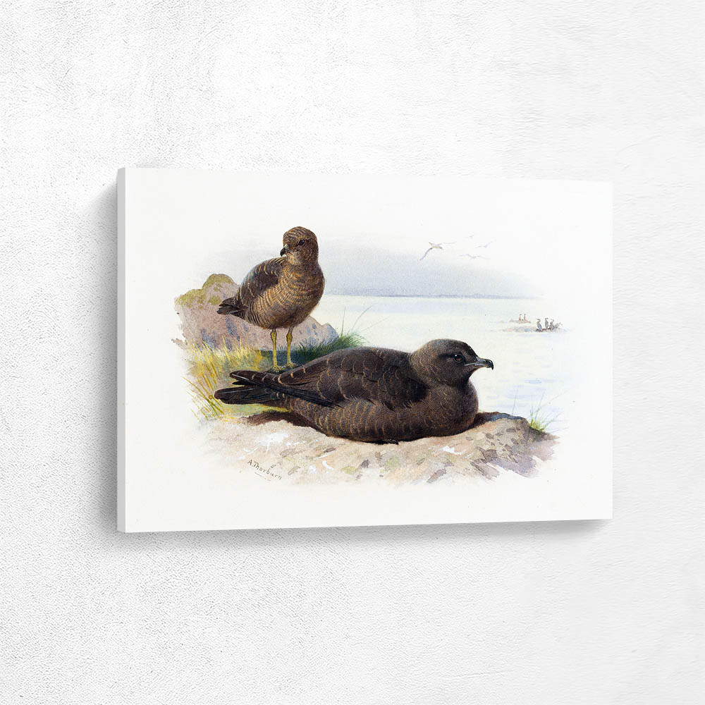 Twist Tailed Skua