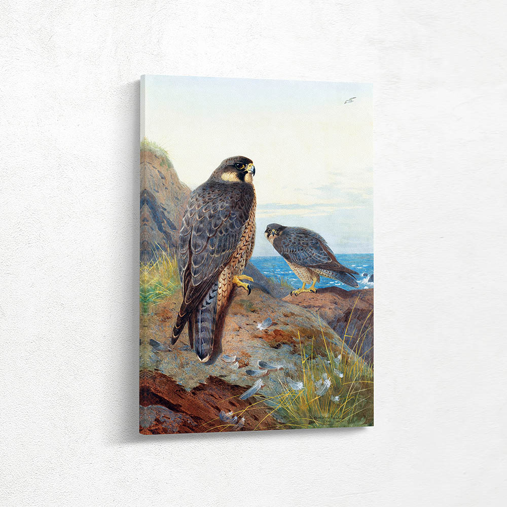 Peregrine Falcons